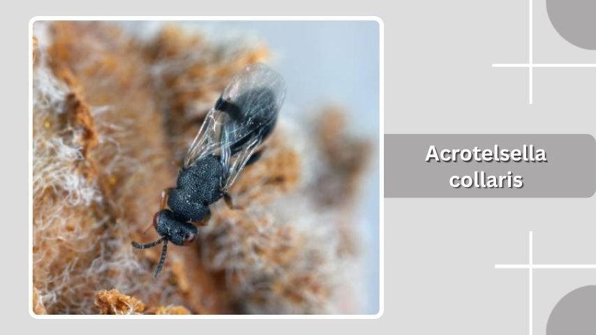 Acrotelsella collaris