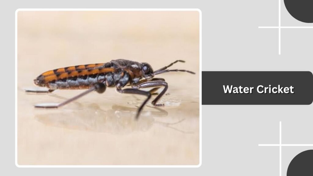 Water Cricket