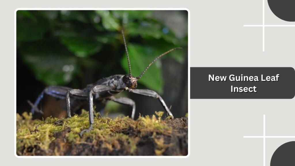  New Guinea Leaf Insect