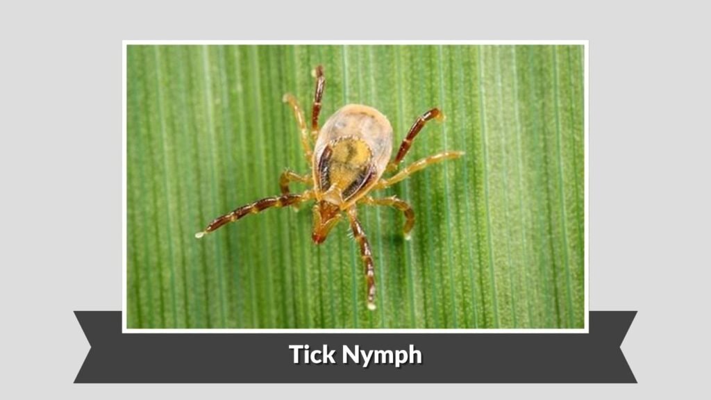 Tick Nymph