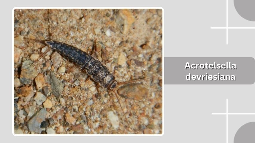 Acrotelsella devriesiana