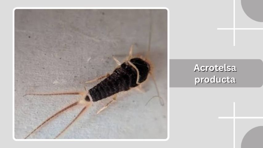 Acrotelsa producta