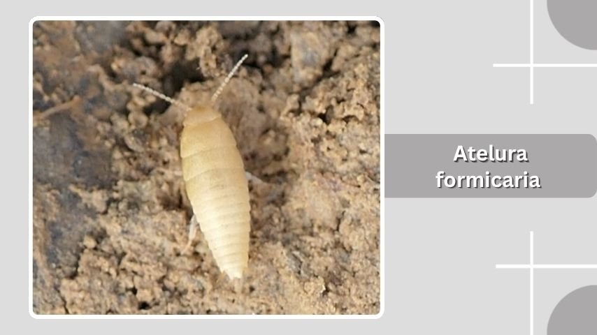 Atelura formicaria