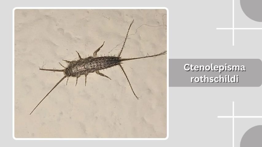 Ctenolepisma rothschildi