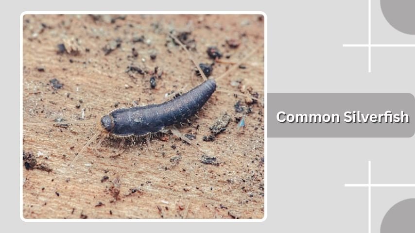 Common Silverfish