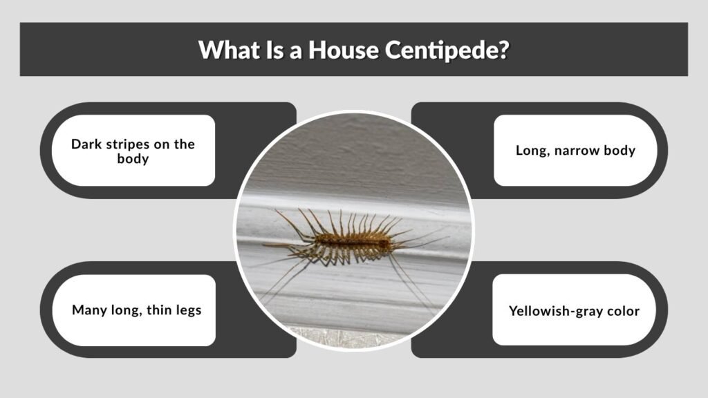 What Is a House Centipede?