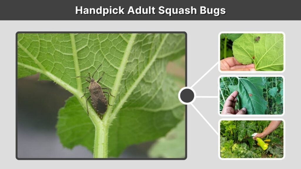Handpick Adult Squash Bugs