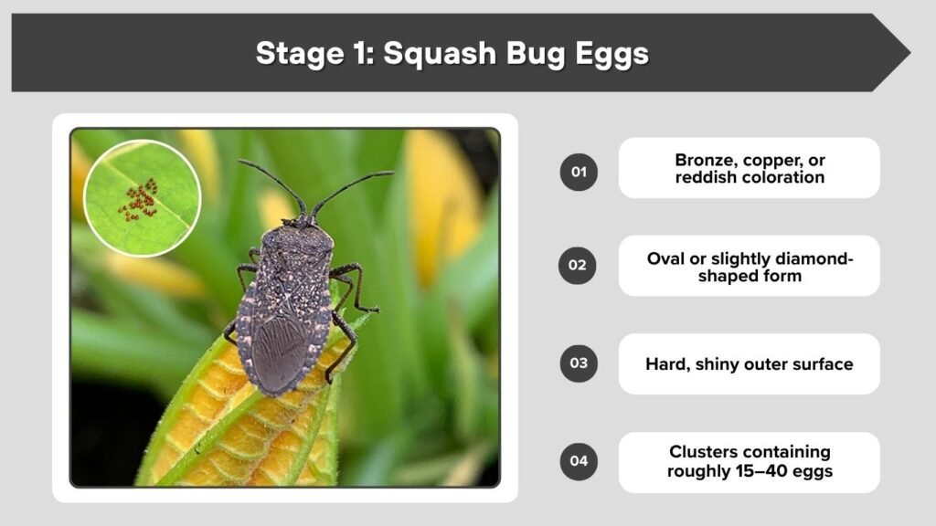 Stage 1: Squash Bug Eggs
