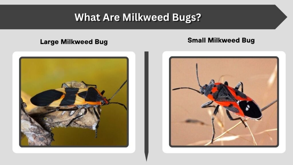 What Are Milkweed Bugs?