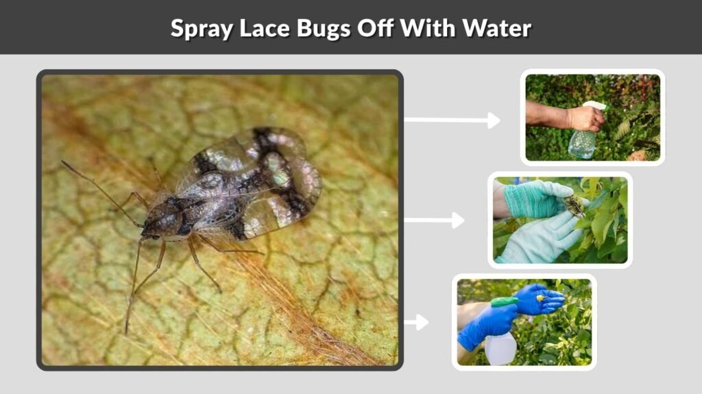 Spray Lace Bugs Off With Water