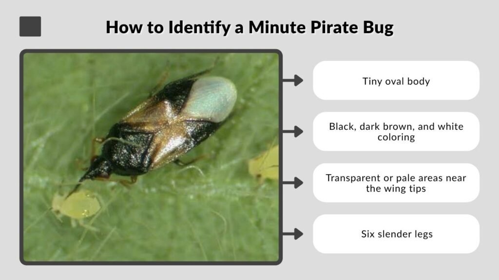 How to Identify a Minute Pirate Bug