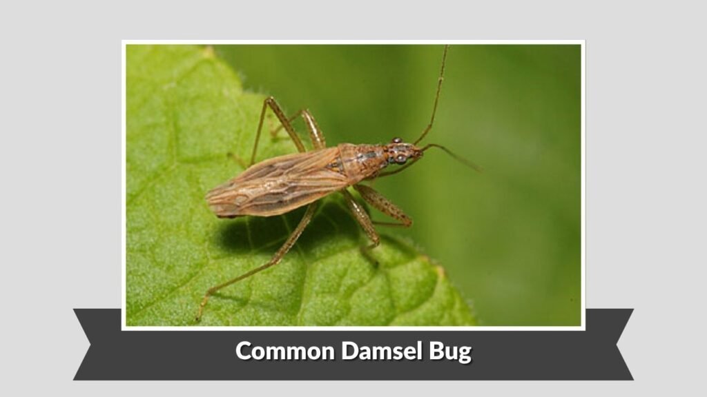 Common Damsel Bug