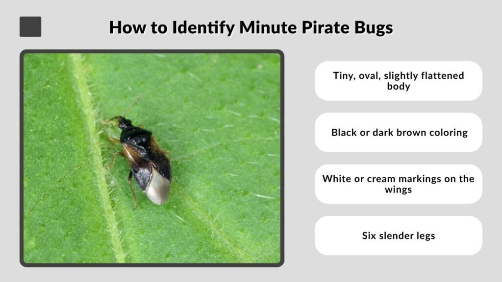 How to Identify Minute Pirate Bugs