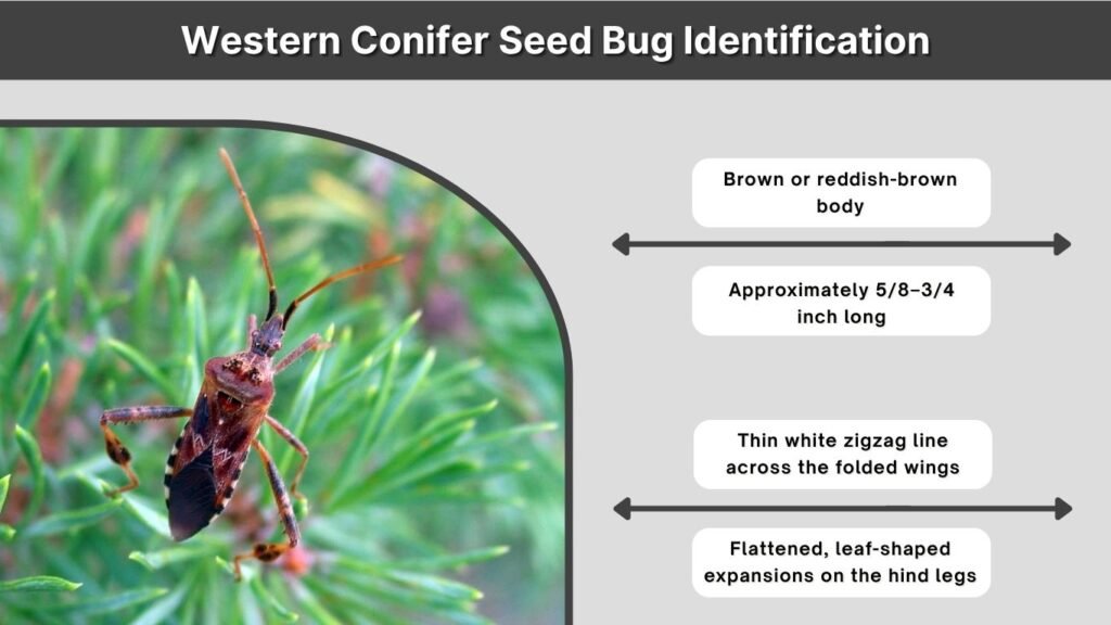 Western Conifer Seed Bug Identification