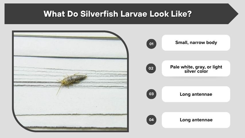 What Do Silverfish Larvae Look Like?