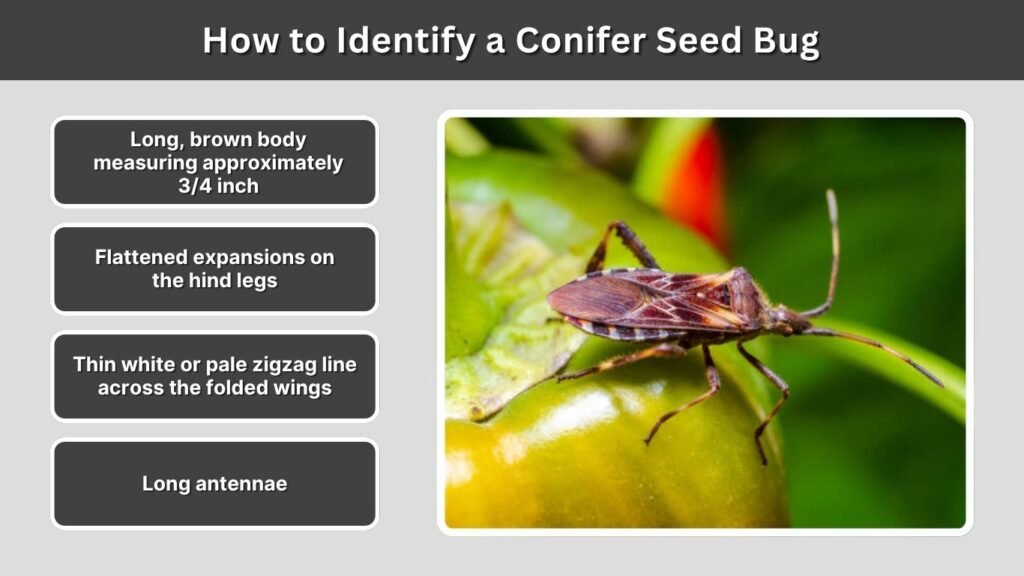 How to Identify a Conifer Seed Bug