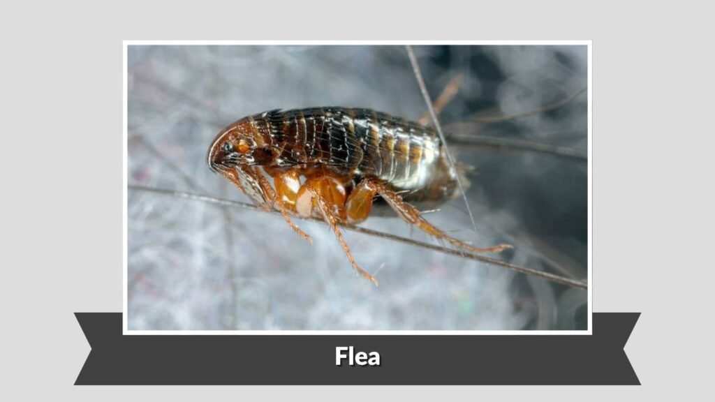 Flea