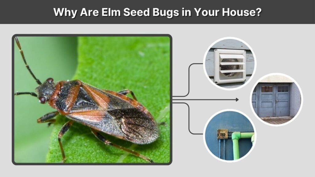Why Are Elm Seed Bugs in Your House?