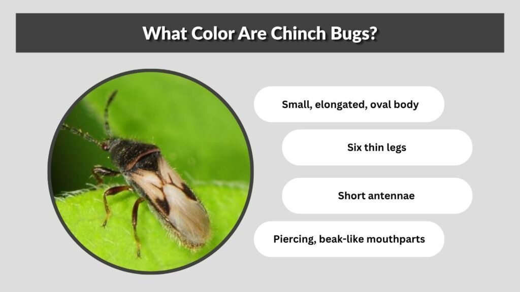 What Color Are Chinch Bugs?