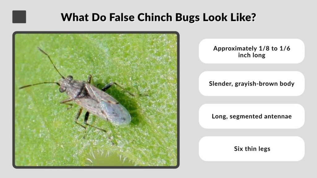 What Do False Chinch Bugs Look Like?