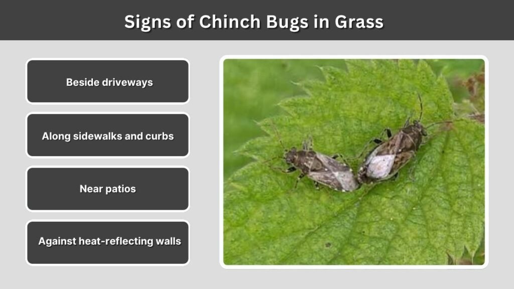 Signs of Chinch Bugs in Grass