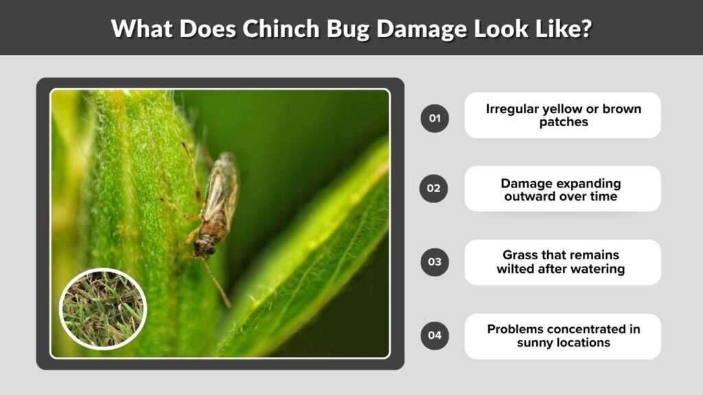 What Does Chinch Bug Damage Look Like?