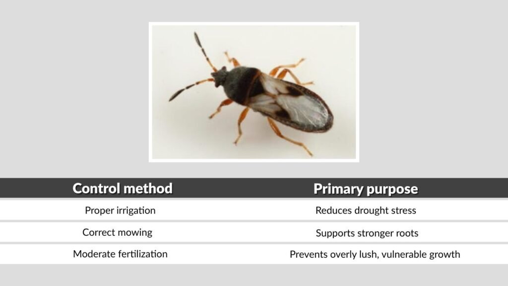 Best Chinch Bug Control Methods