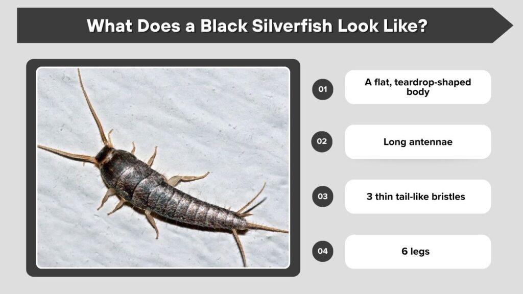 What Does a Black Silverfish Look Like?