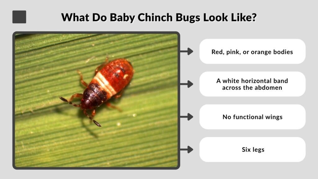 What Do Baby Chinch Bugs Look Like?