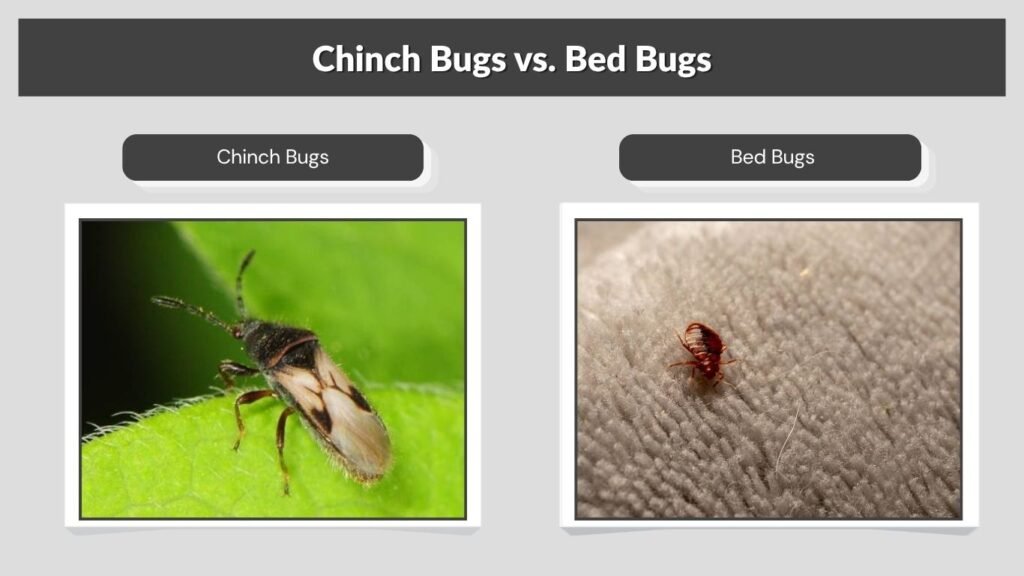 Chinch Bugs vs. Bed Bugs
