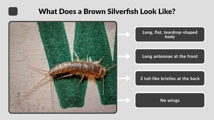 What Does a Brown Silverfish Look Like?
