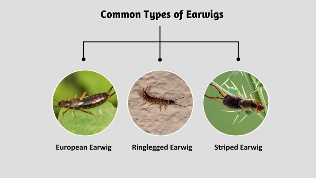 Common Types of Earwigs