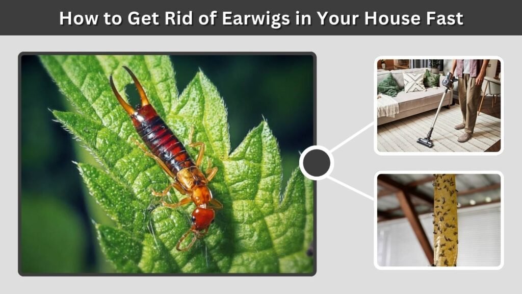 How to Get Rid of Earwigs in Your House Fast