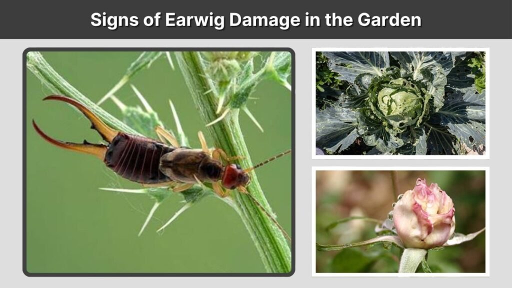 How to Get Rid of Earwigs in the Garden Naturally