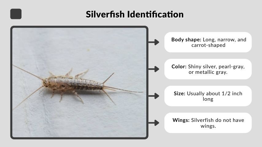 Silverfish Identification