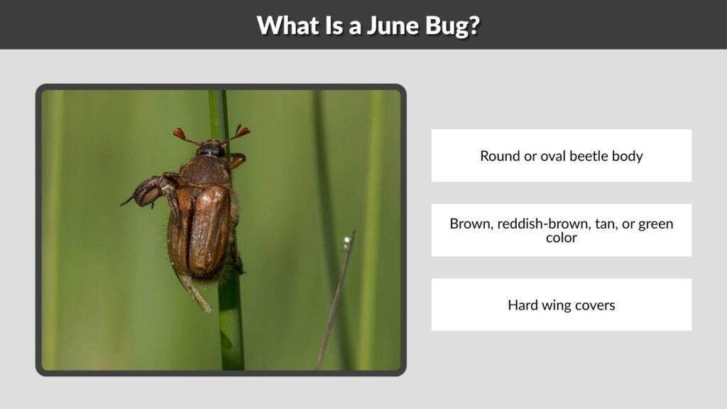 What Is a June Bug?