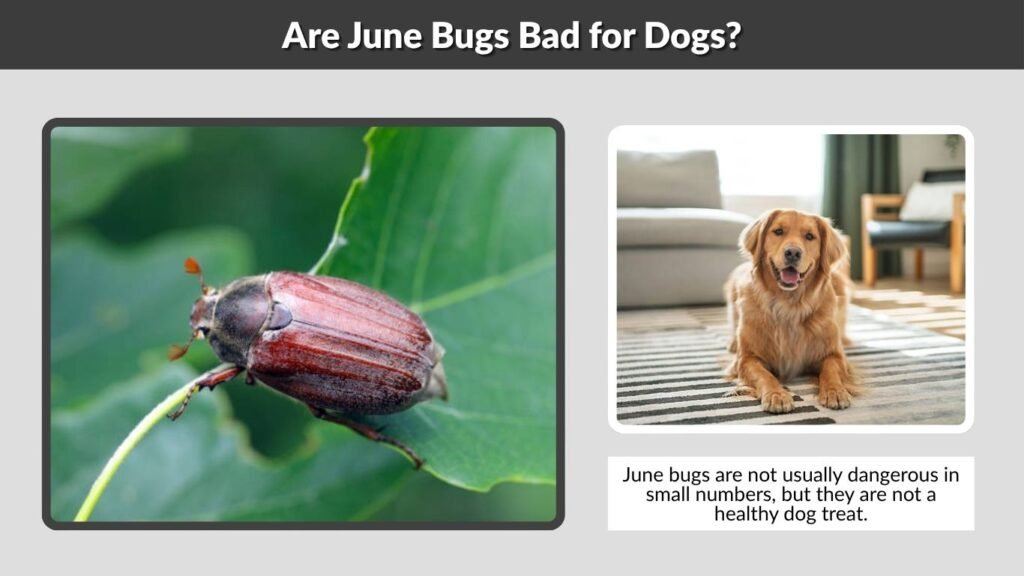 Are June Bugs Bad for Dogs?