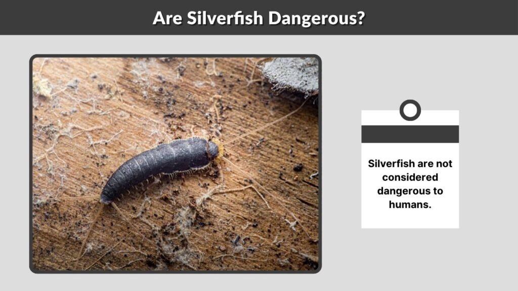 Are Silverfish Dangerous?