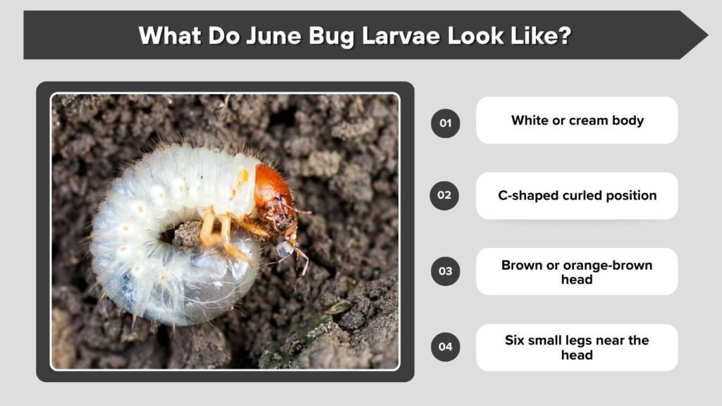What Do June Bug Larvae Look Like?