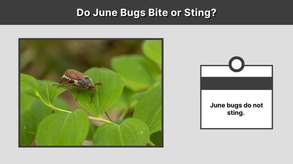 Do June Bugs Bite or Sting?