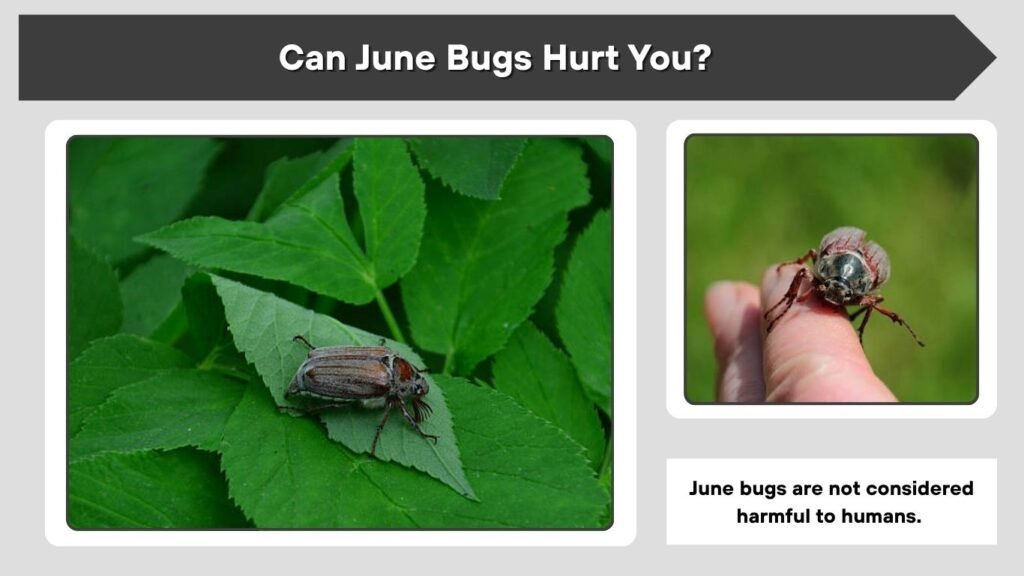 Can June Bugs Bite Humans?