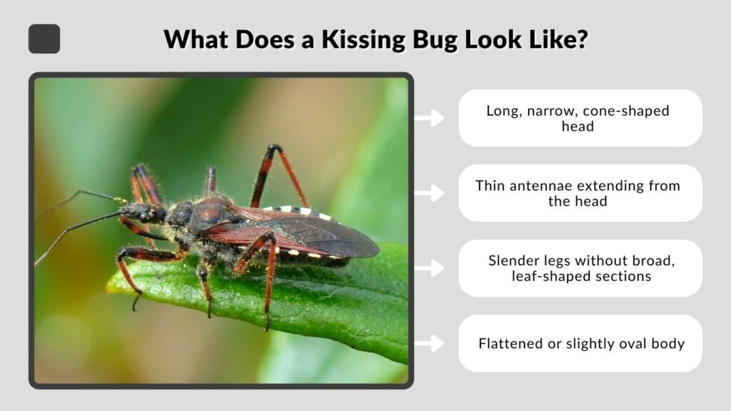 What Does a Kissing Bug Look Like?