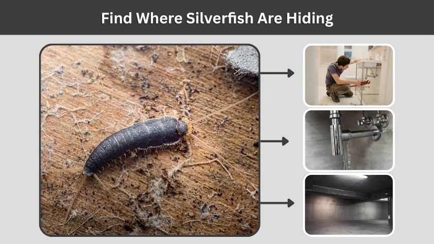Find Where Silverfish Are Hiding