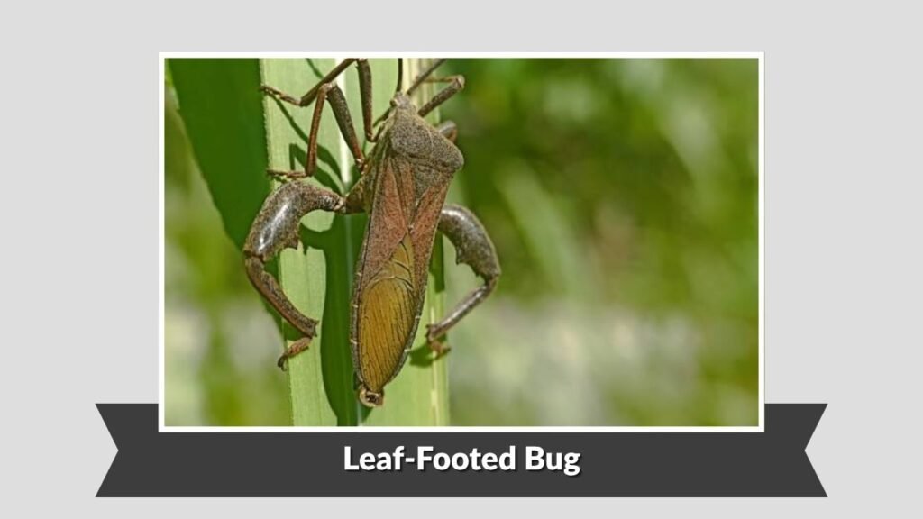 Leaf-Footed Bug
