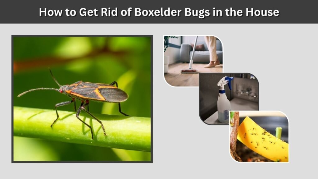 How to Get Rid of Boxelder Bugs in the House