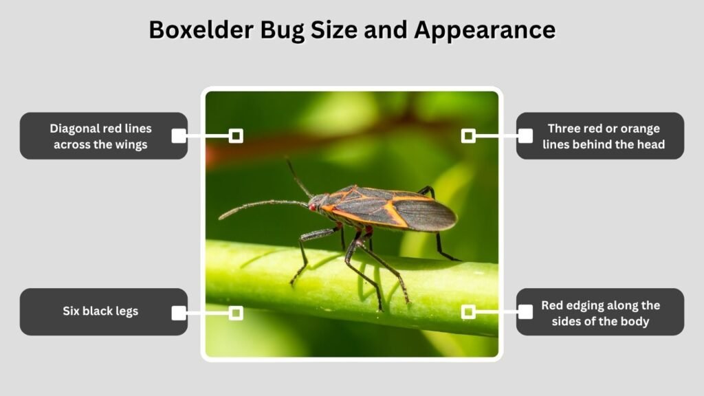 Boxelder Bug Size and Appearance