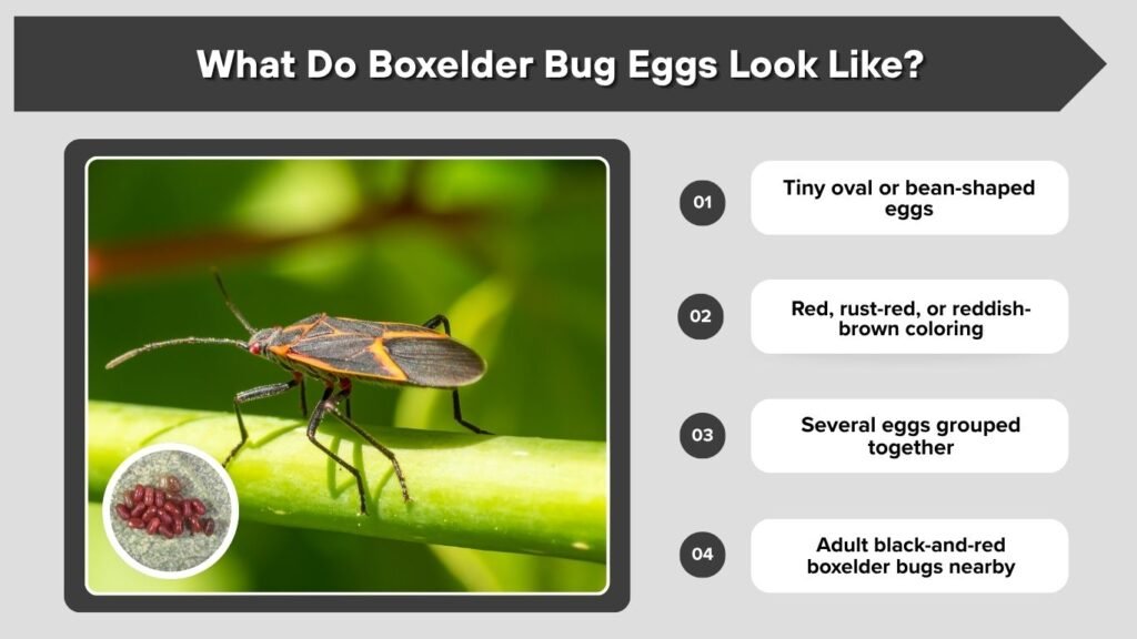 What Do Boxelder Bug Eggs Look Like?
