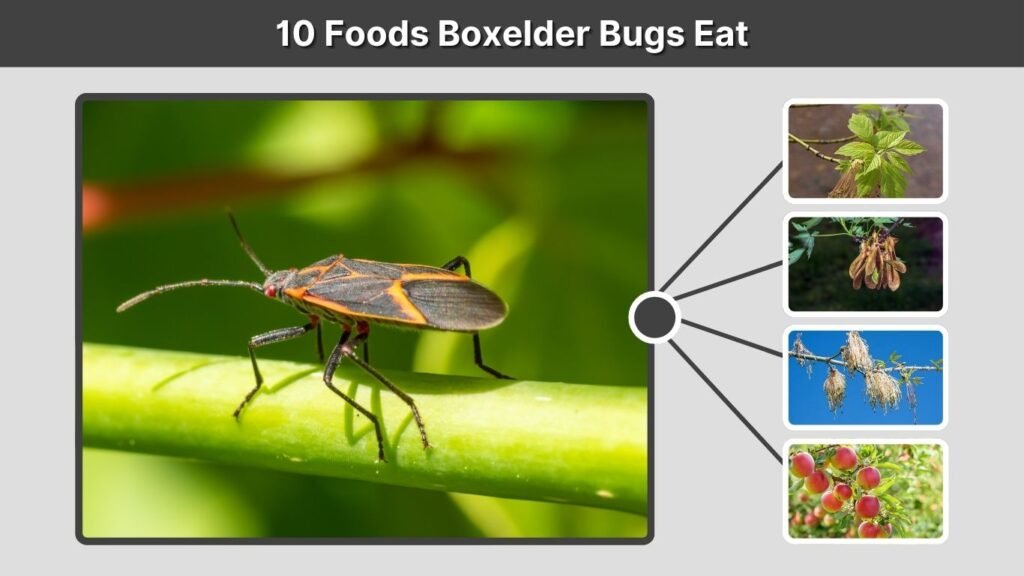 10 Foods Boxelder Bugs Eat