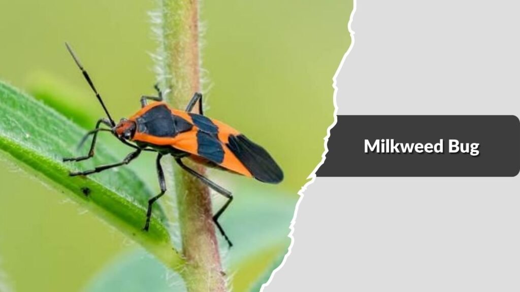 Milkweed Bug