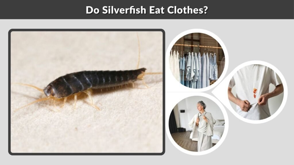Do Silverfish Eat Clothes?